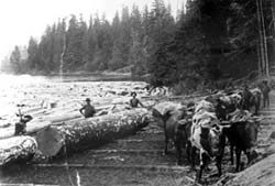 Oxen pulling logs from the water