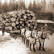 Black and white photo of horses hauling logs